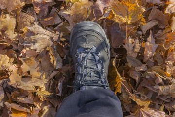 Hiking boot on person walking through autumn leaves thickly cove