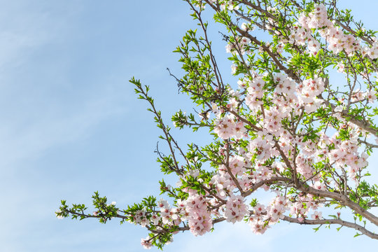 Spring blooming almond tree with flowers and foliage