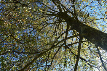 Fototapeta premium Mirando a las alturas