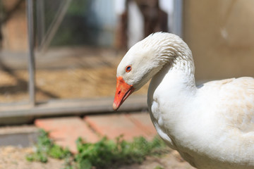 Farm Goose