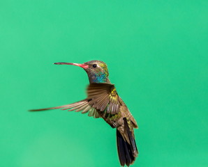 Fototapeta premium Broad Billed Hummingbird. Part of my new hummingbird art collection using different patterned material in the background to create a one of a kind image. In the coming weeks new backgrounds available.