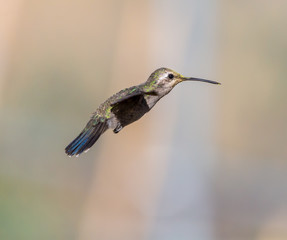 Broad Billed Hummingbird. Using different backgrounds the bird becomes more interesting and blends with the colors. These birds are native to Mexico and brighten up most gardens where flowers bloom.