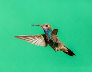 Broad Billed Hummingbird. Using different backgrounds the bird becomes more interesting and blends with the colors. These birds are native to Mexico and brighten up most gardens where flowers bloom.