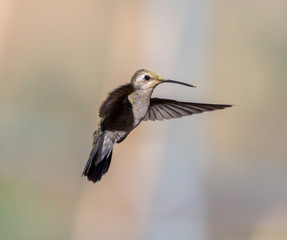 Broad Billed Hummingbird. Using different backgrounds the bird becomes more interesting and blends with the colors. These birds are native to Mexico and brighten up most gardens where flowers bloom.
