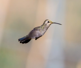 Broad Billed Hummingbird. Using different backgrounds the bird becomes more interesting and blends with the colors. These birds are native to Mexico and brighten up most gardens where flowers bloom.