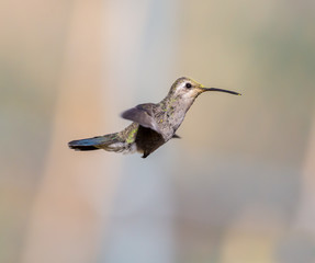 Broad Billed Hummingbird. Using different backgrounds the bird becomes more interesting and blends with the colors. These birds are native to Mexico and brighten up most gardens where flowers bloom.