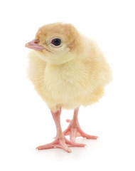 Small chicken. © voren1