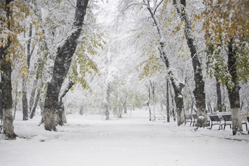 Snowing landscape in the park
