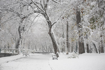 Snowing landscape in the park