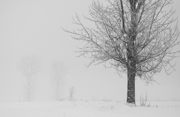 Fototapeta na wymiar Snowing landscape with trees