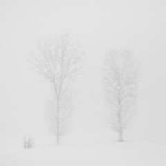 Snowing landscape with trees