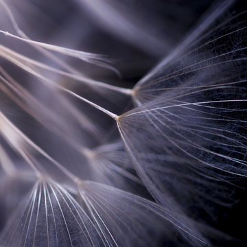 Macro, abstract composition with dandelion seed
