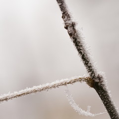 Frozen plants and leaves with details at the end of autumn