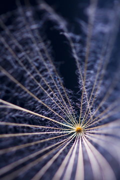 Macro, abstract composition with dandelion seeds