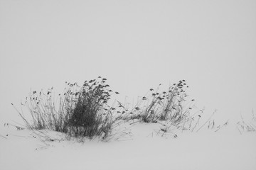 Winter landscape with dried plants