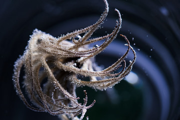 Abstract composition with dried clematis seeds and light