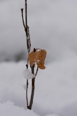 Winter landscape with dried plants
