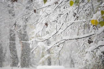 Snow on the branches while snowing