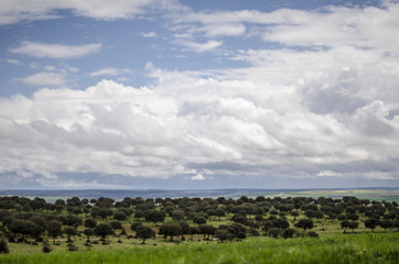 Obraz premium DEHESA CHARRA CAMPO CHARRO SALAMANCA