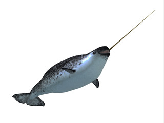 Fototapeta premium Narwhal Male Whale - Narwhal whales live in social groups called pods and live in the Arctic ocean and males have a tusk.