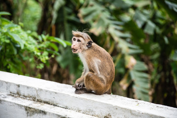 little monkey