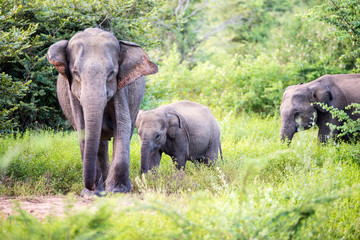 Fototapeta premium elephant group
