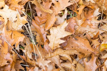 Dry oak leaves lying on ground