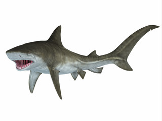 Tiger Shark Attack Posture - When a shark threatens to attack the pectoral fins are in a down position as the fish advances on its prey.