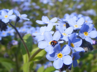 Obraz premium forget-me-not