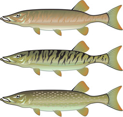 Musky Tiger musky and Northern Pike vector illustration fish pre