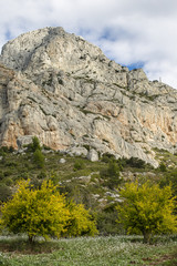Fototapeta na wymiar Montagne Sainte-Victoire - Aix-en-Provence