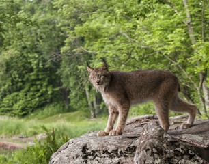 Canada Lynx Posing on a Boulder