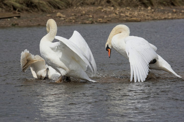 Mute Swan, Swans - fight.