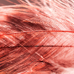 Colorful rooster feather with details and reflexions