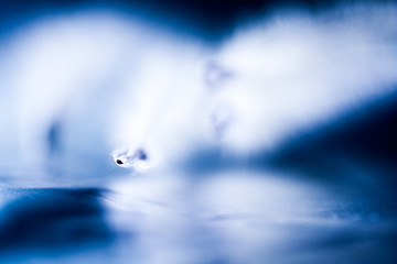 Abstract composition with dried clematis seeds and light