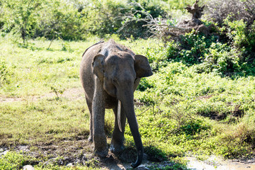 Fototapeta premium Elephant