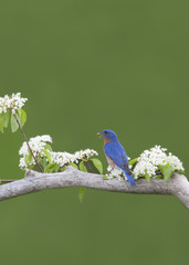 Male Eastern Bluebird Perched in White Flowers