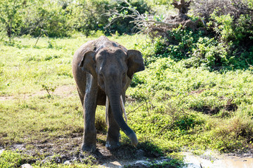 Fototapeta premium Elephant