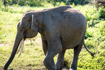 Elephant