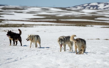 Fototapeta na wymiar Siberian Husky in snow