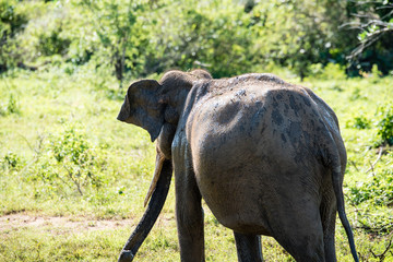 Fototapeta premium Elephant