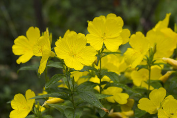 Obraz premium Yellow Oenothera flower