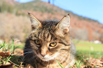 Portrait of a cat in teh meadow 