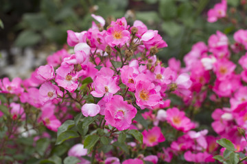 Pink dog rose