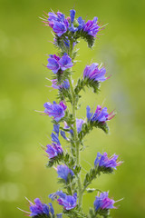 Plue echium vulgare plant