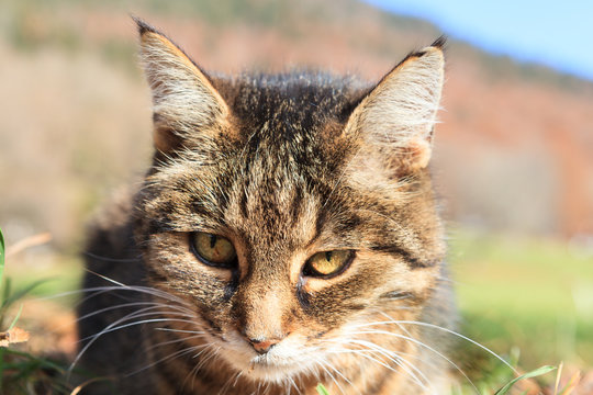 Portrait of a cat in teh meadow 