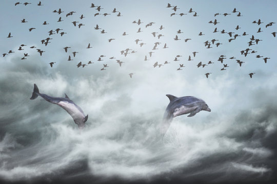 Flying dolphins (photo manipulation)