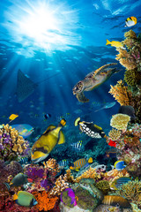 Obrazy na Szkle  podwodne życie morskie rafa koralowa w pionie, wysoki format z wieloma rybami i zwierzętami morskimi