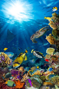Fototapeta underwater sea life coral reef vertical high format with many fishes and marine animals