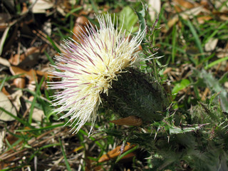White Spiky Flower